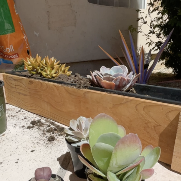 adding plants to planter box